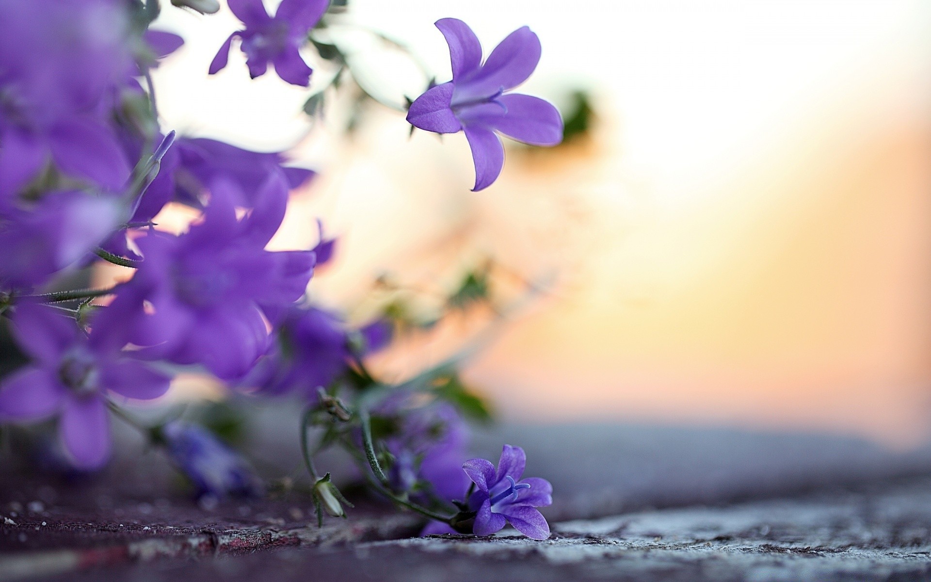 kwiaty kwiat natura flora liść ogród kwiatowy płatek lato bluming violet piękny rozmycie kolor zbliżenie dof fioletowy wzrost bukiet delikatny