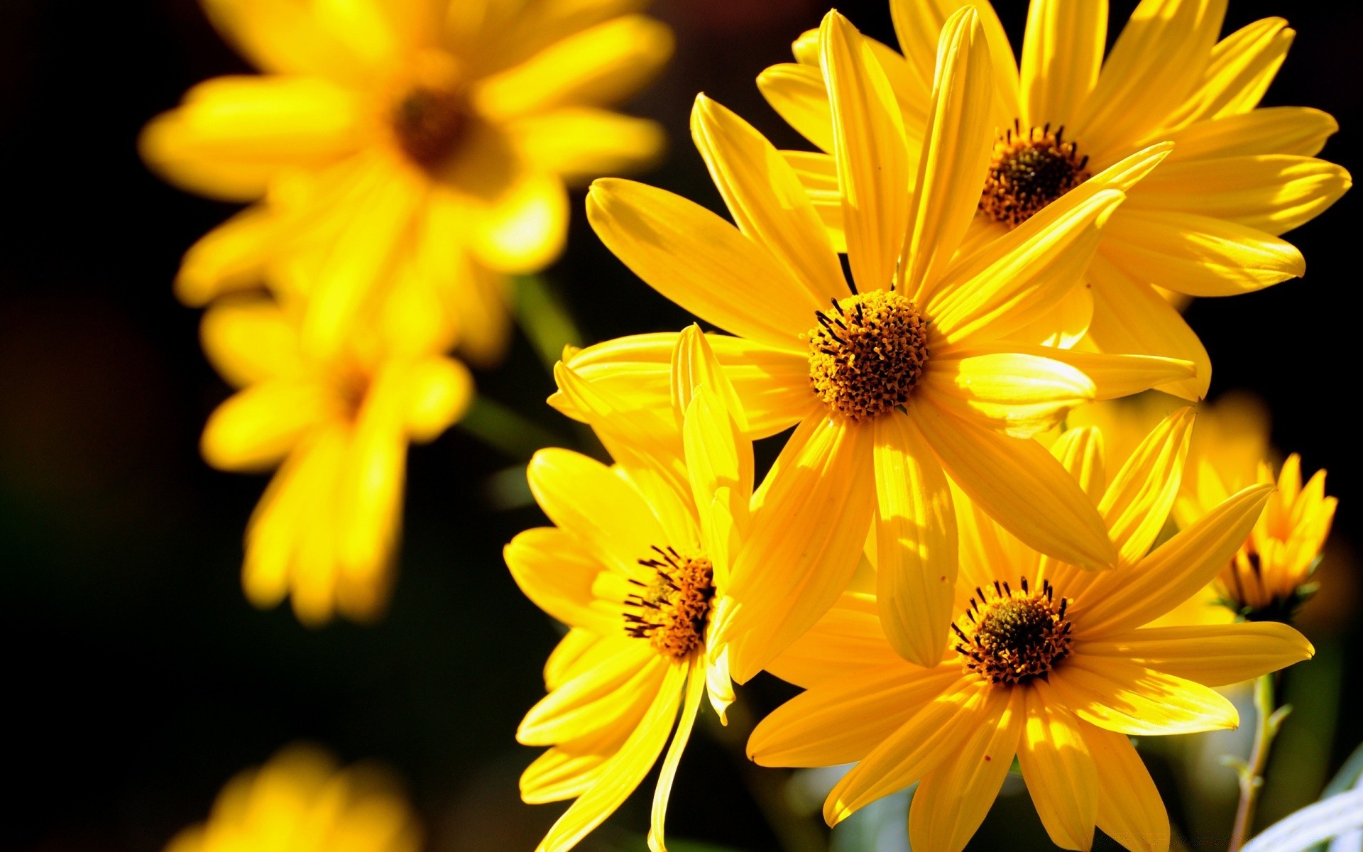 flowers flower nature flora summer petal bright leaf floral blooming color garden beautiful