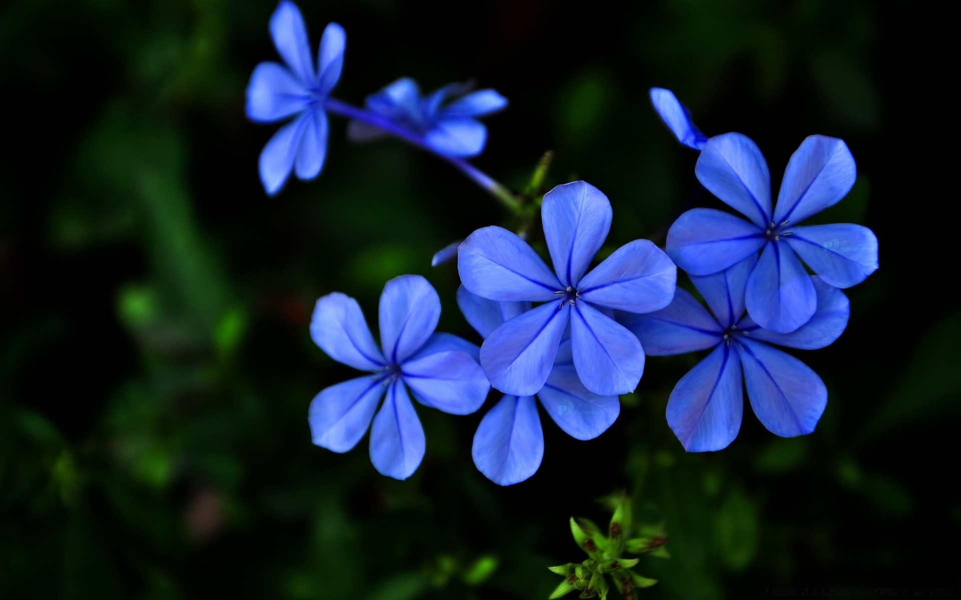 kwiaty kwiat natura flora ogród liść lato kwiatowy piękny płatek zbliżenie jasny wzrost kolor