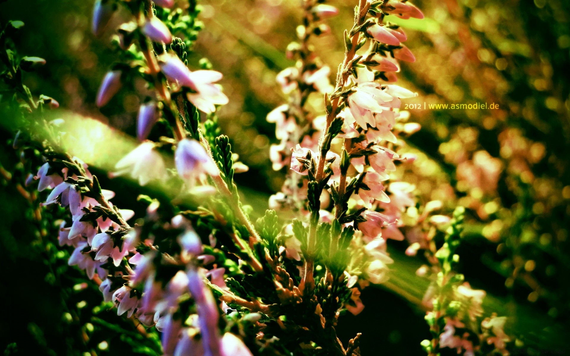 flowers nature flower leaf outdoors flora garden summer growth blur grass fair weather wild floral blooming