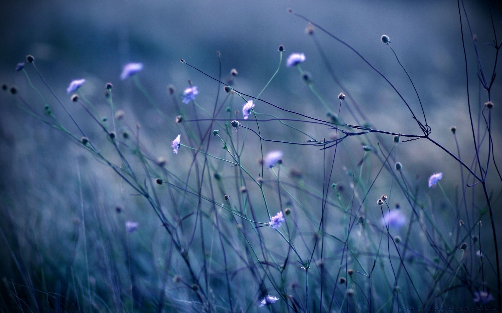 flowers grass nature abstract color flower hayfield light