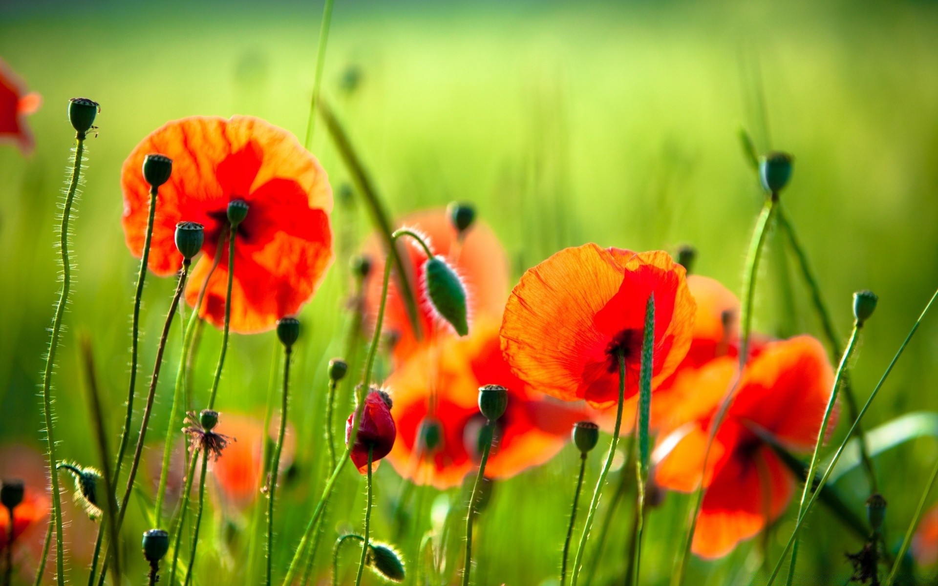 fleurs nature champ herbe fleur poppy été foin flore jardin rural lumineux floral feuille saison croissance beau temps en plein air soleil sauvage