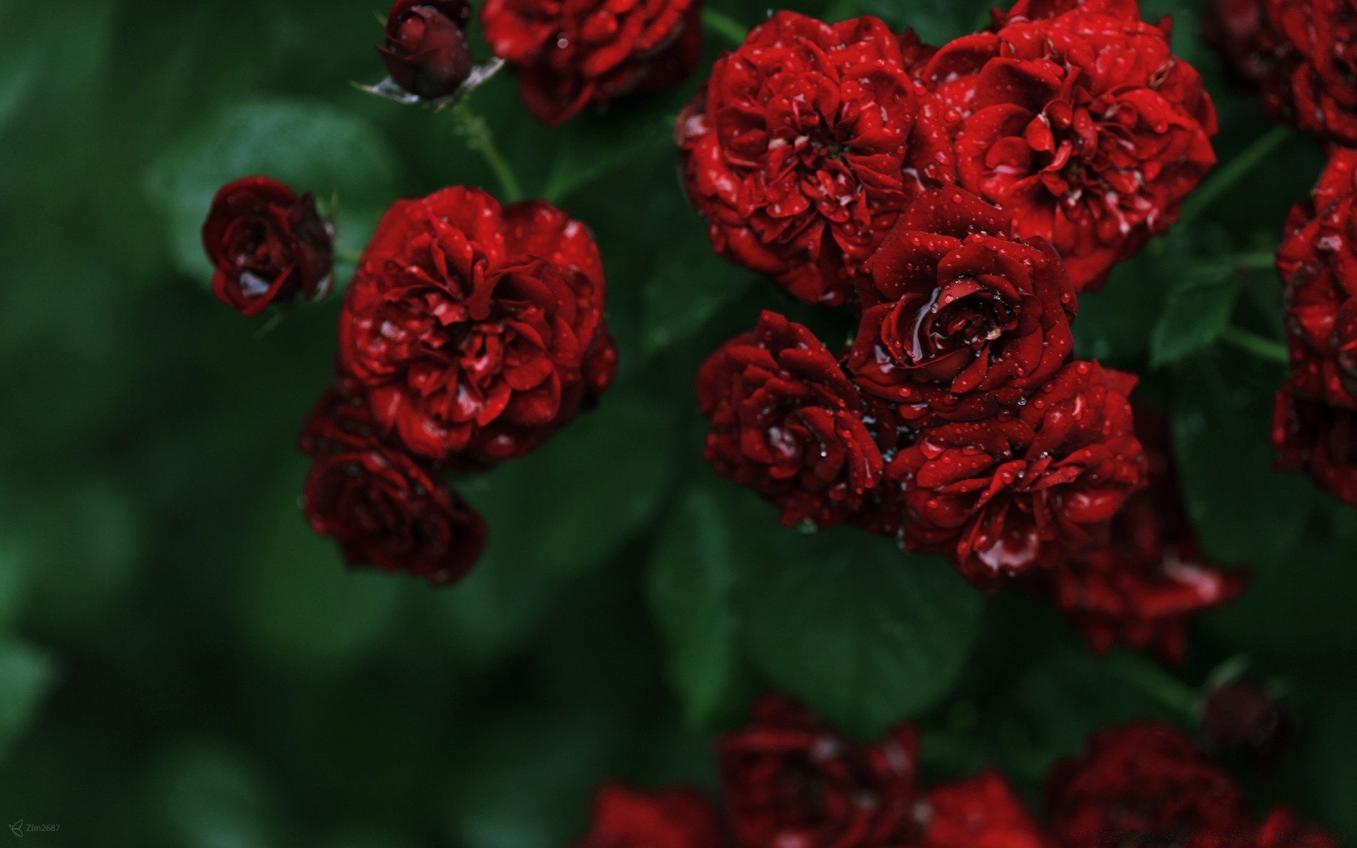 çiçekler çiçek gül flora yaprak doğa bahçe taçyaprağı çiçek çiçek açan buket romantizm aşk dekorasyon renk yaz hediye romantik çalı güzel