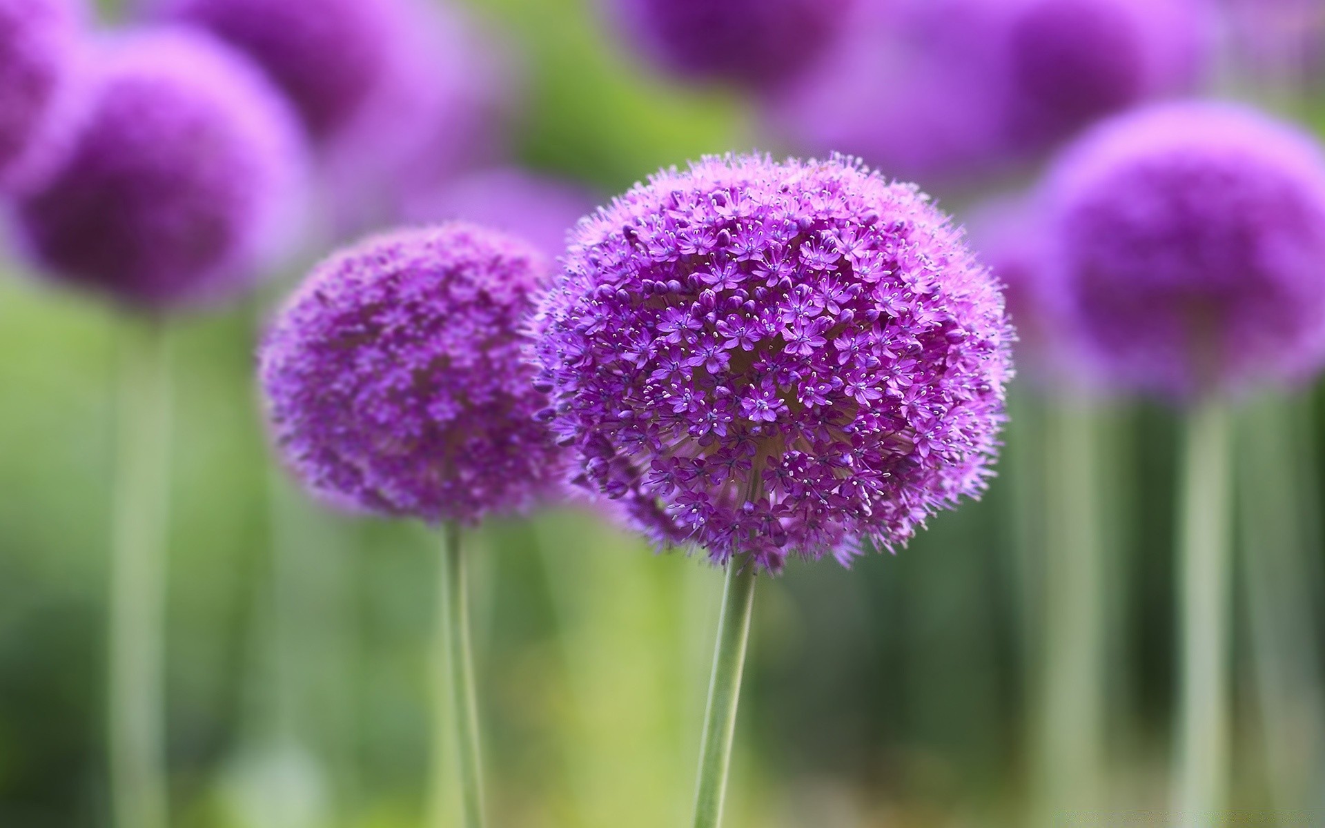 flowers nature flora flower summer garden floral bright leaf blooming season color close-up field petal head growth violet outdoors hayfield