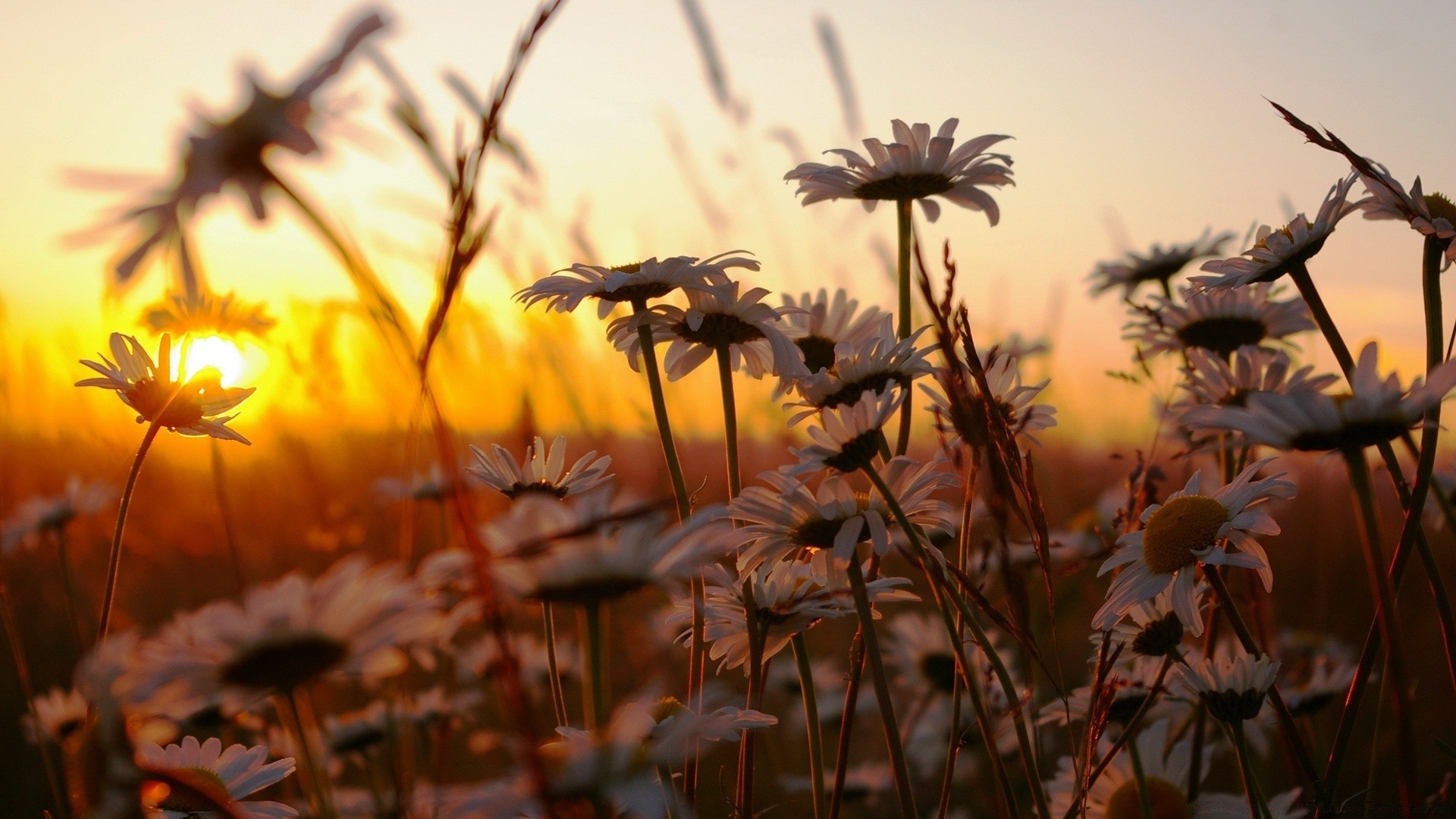 fiori natura sole estate fiore all aperto bel tempo flora foglia erba autunno