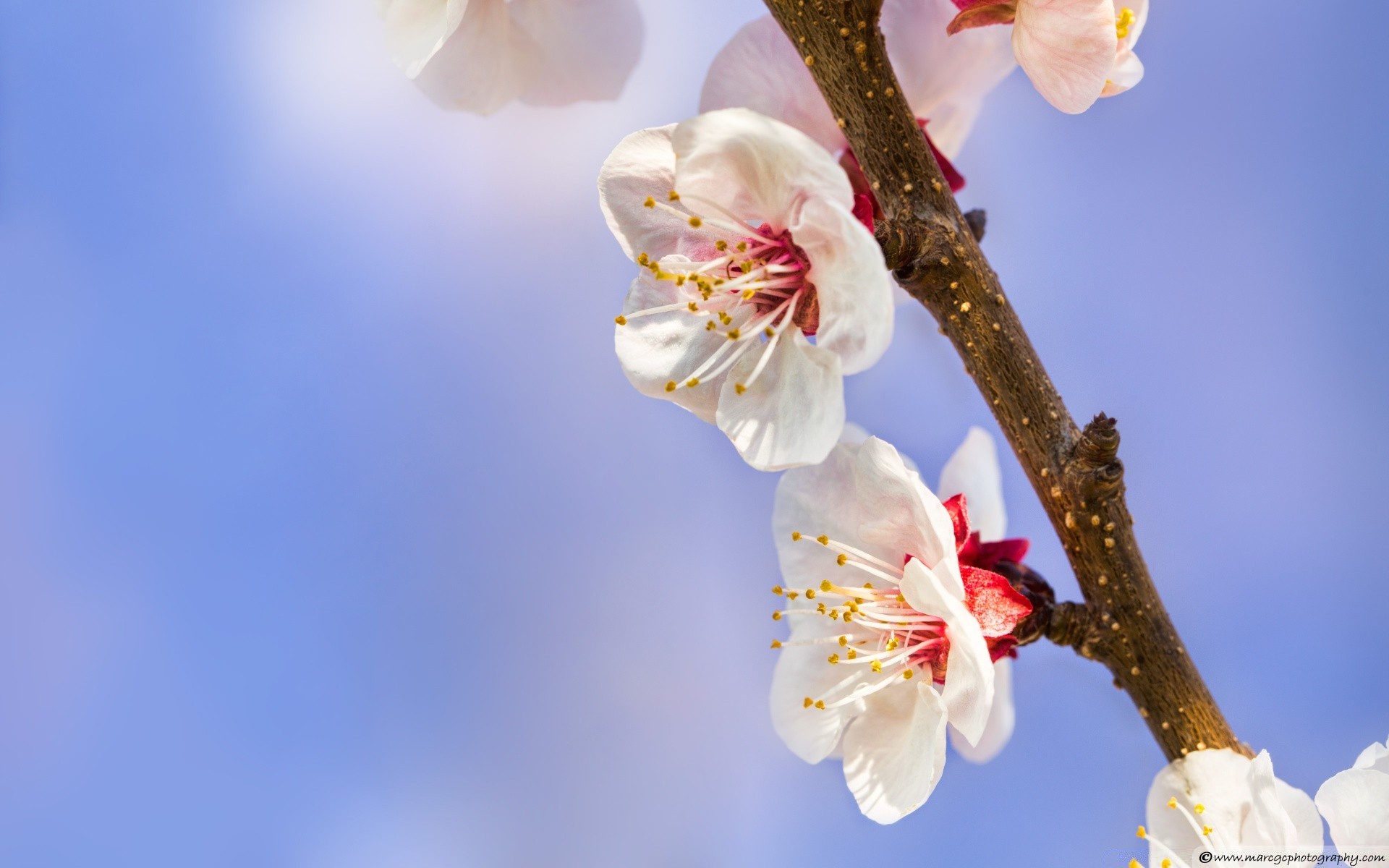 blumen kirsche blume baum zweig pflaumen flora apfel natur aprikose kumpel blühen blütenblatt garten wachstum frühling pfirsich saison zart im freien