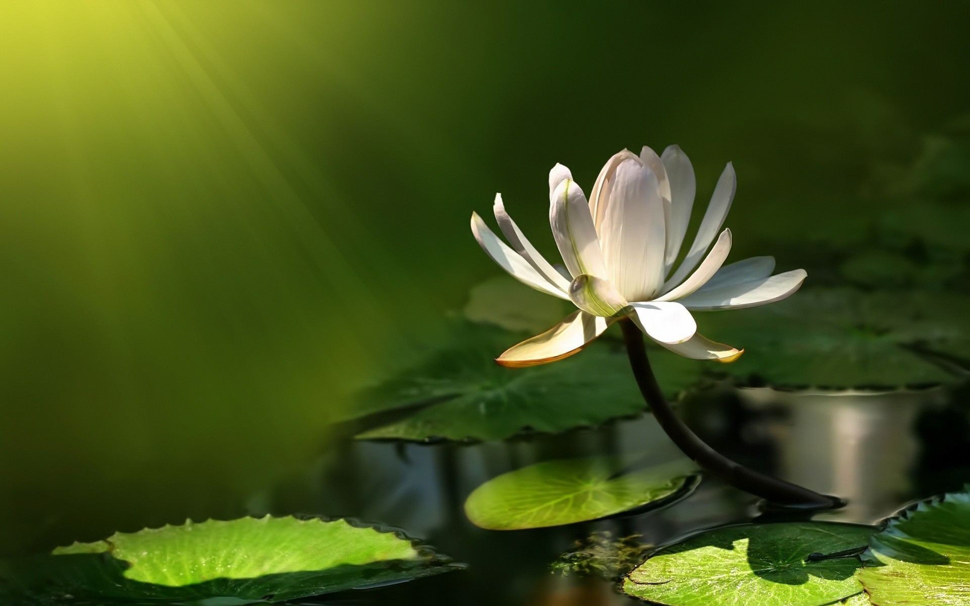 花 叶 自然 花 夏天 植物 莲花 花园 户外 生长 热带 异国情调 禅