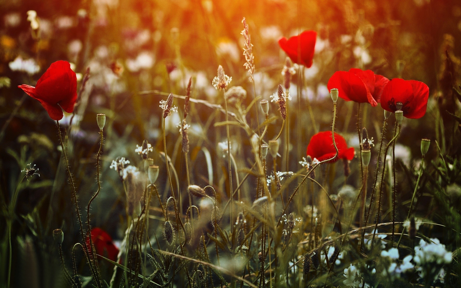 blumen poppy blume natur feld gras sommer flora im freien heuhaufen farbe des ländlichen wild garten sonne jahreszeit gutes wetter blatt landschaft blumen