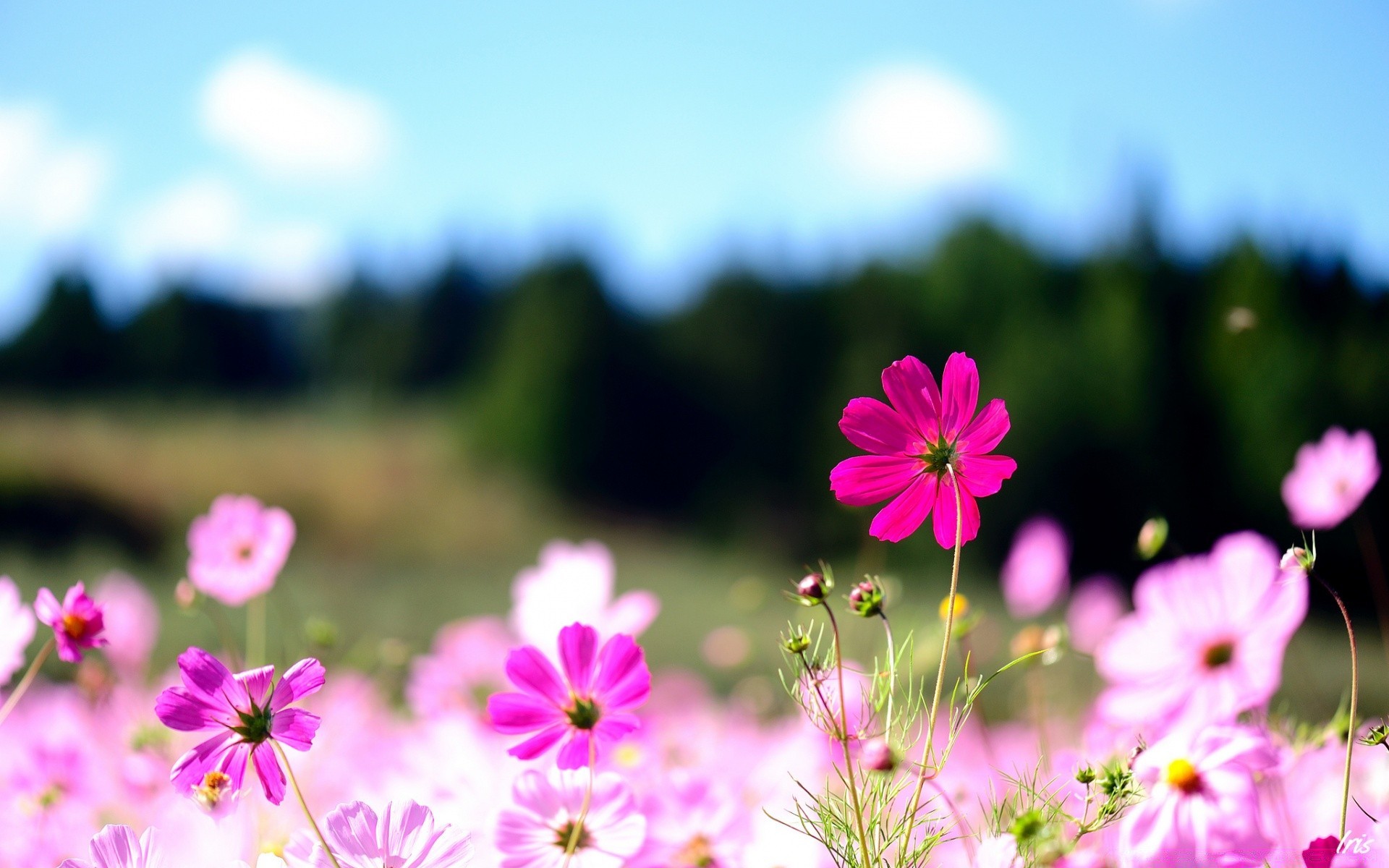 flowers nature flower summer field grass fair weather sun flora growth rural outdoors garden bright leaf hayfield blooming