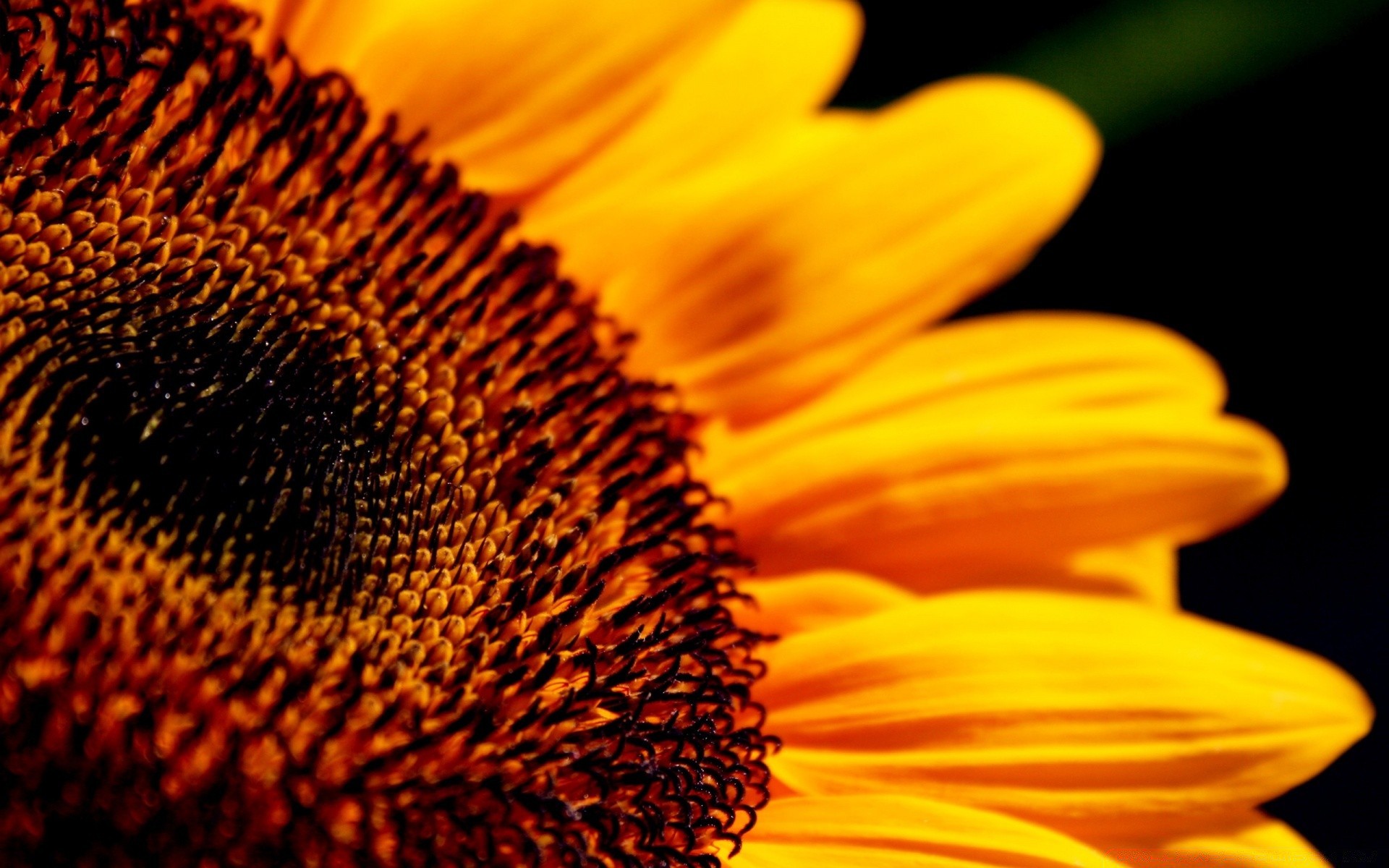 flores naturaleza girasol flor flora verano brillante polen color primer plano hermoso al aire libre