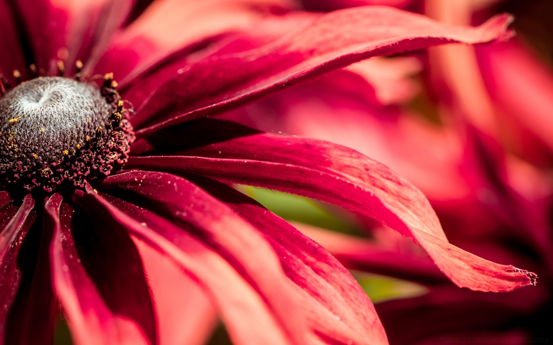 fleurs fleur nature flore couleur jardin feuille été belle lumineux pétale gros plan