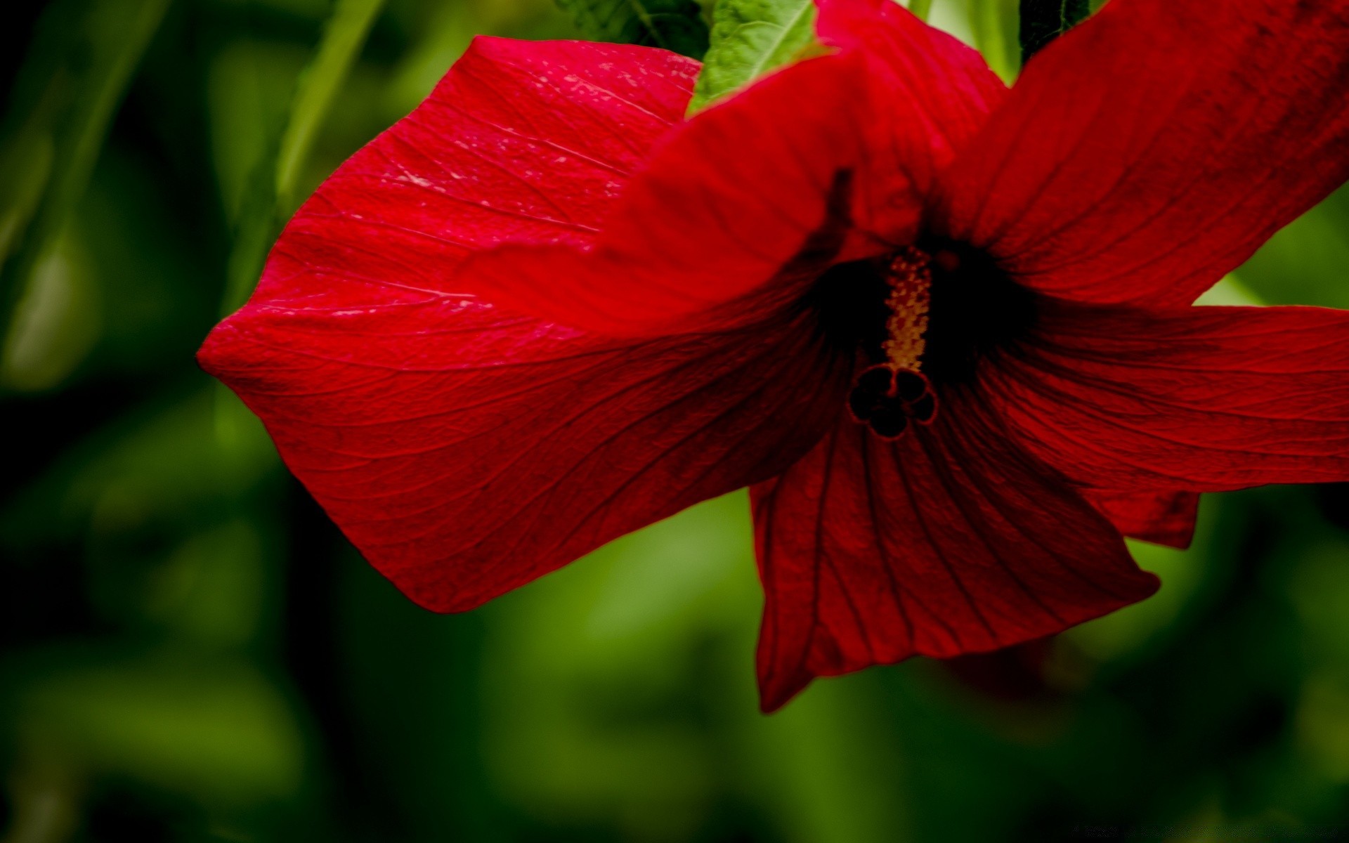 kwiaty kwiat natura ogród flora liść lato kolor jasny bluming zbliżenie płatek wzrost kwiatowy piękny