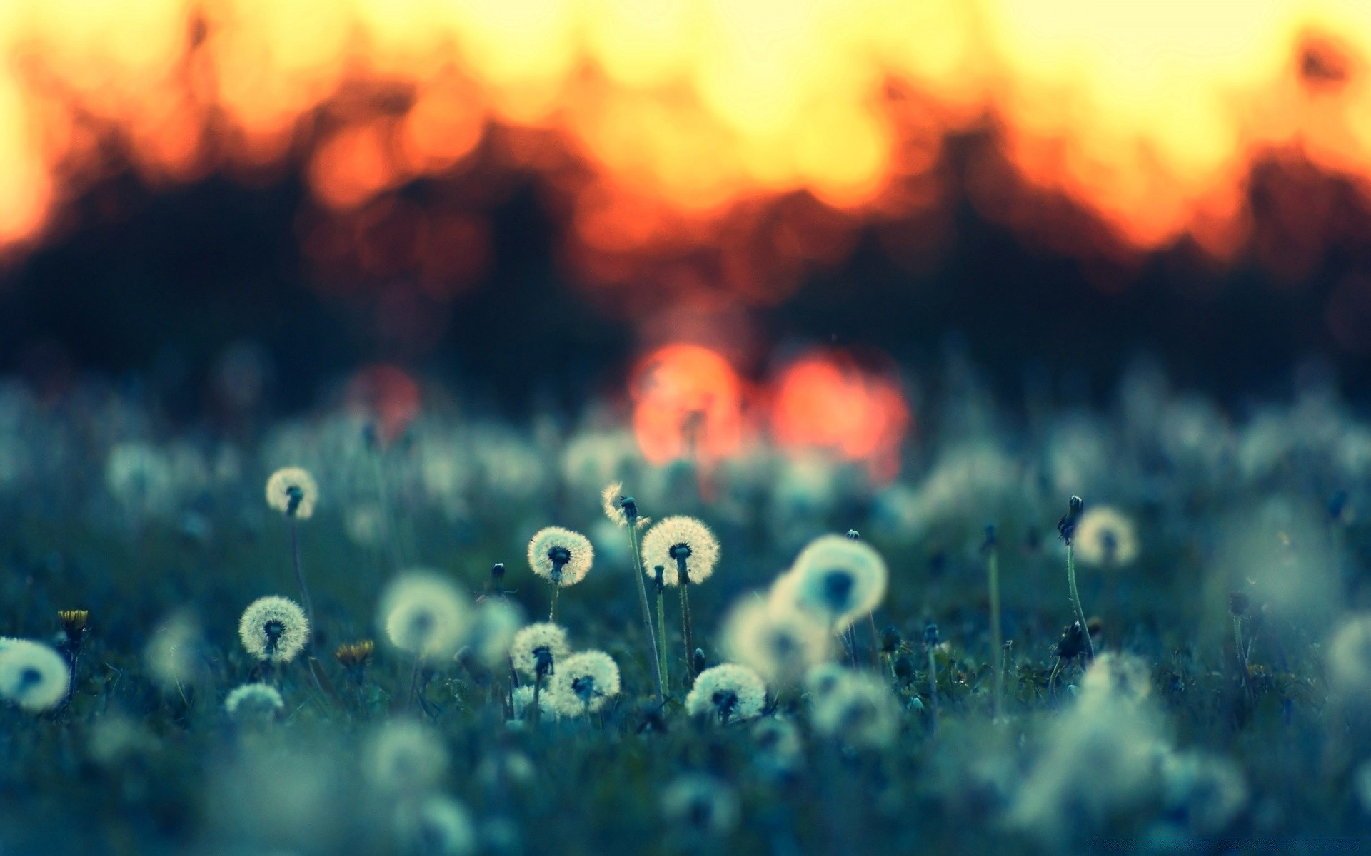 flowers nature blur field flower bright color grass