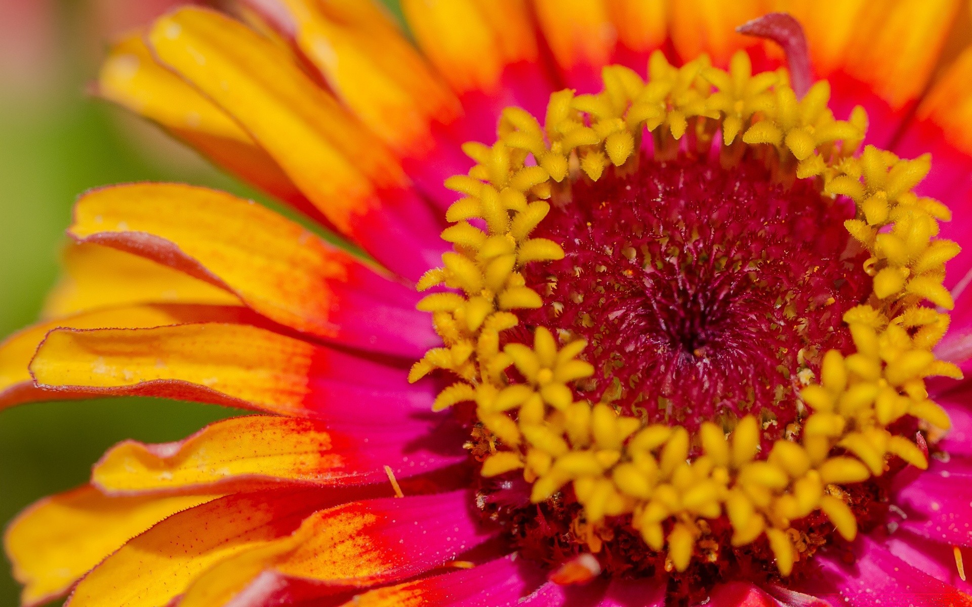 çiçekler çiçek doğa flora yaz parlak güzel çiçek renk bahçe petal yakın çekim büyüme polen yaprak çiçeklenme gerbera