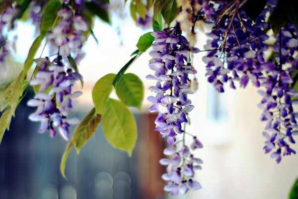 Purple flowers are hanging