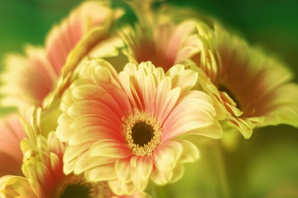 Gerberas naranja-amarillo macro disparo