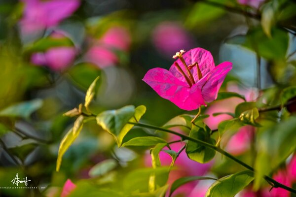 Delicato fiore di primavera rosa