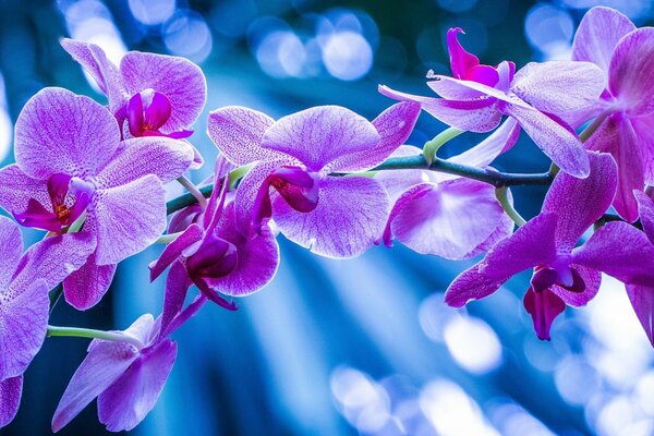 Flores moradas en la noche