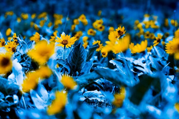 Bright yellow flowers carpet