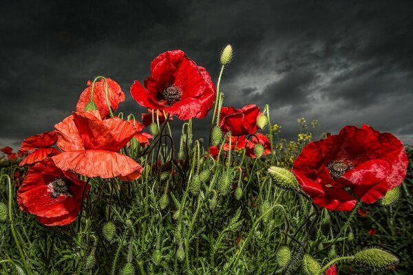 Flores rojas contra un cielo tormentoso