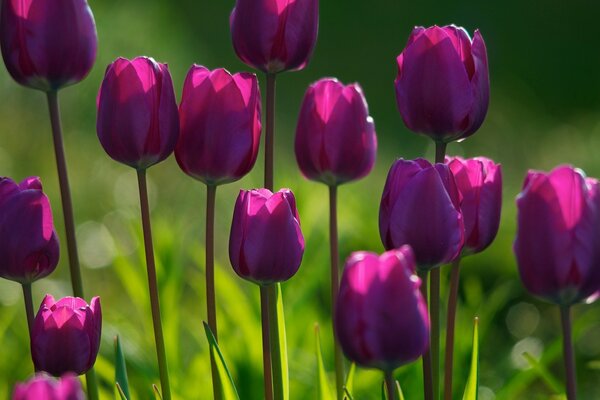 Violet tulips on a grass background