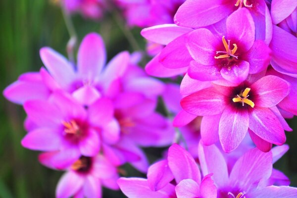 Bright pink flowers in the garden