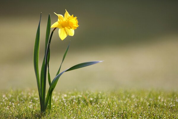 A yellow flower in a field on the grass