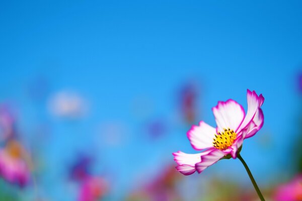 Flores sobre fondo borroso