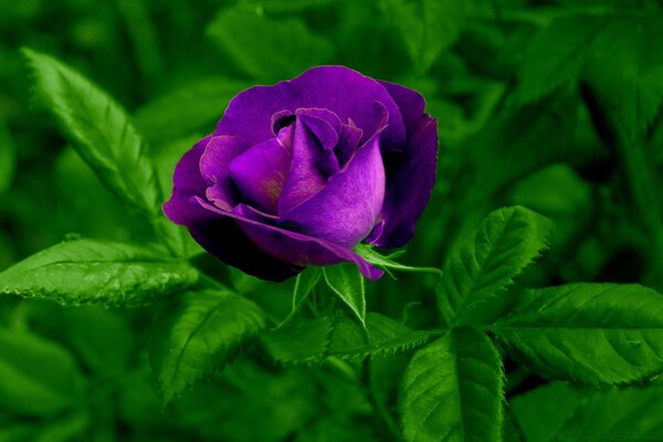 Rose brillante parmi les feuilles vertes