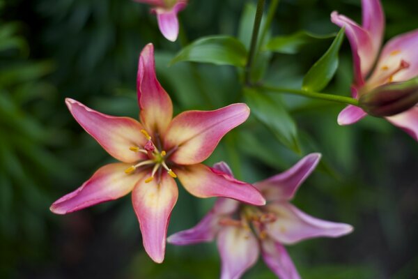 Blühende zarte Lilien im Garten