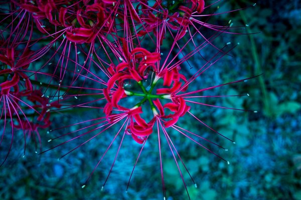 Flowers for the desktop