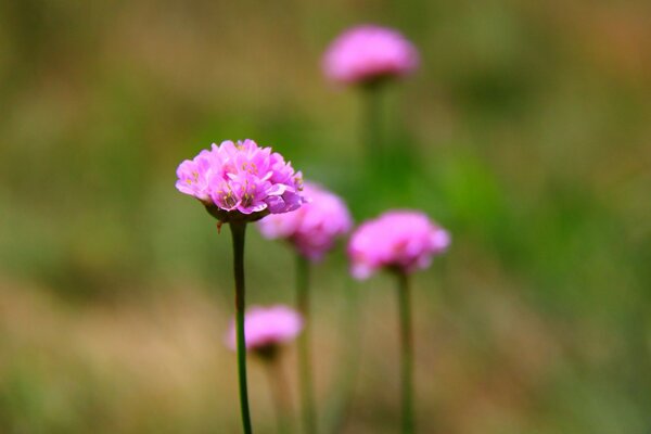 Ring flower material