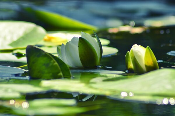 Lotos blancos que crecen en el lago