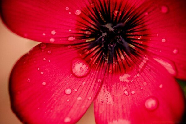 Rote Blume mit Tautropfen