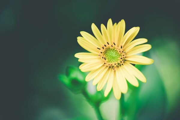 Unsaturated yellow flower