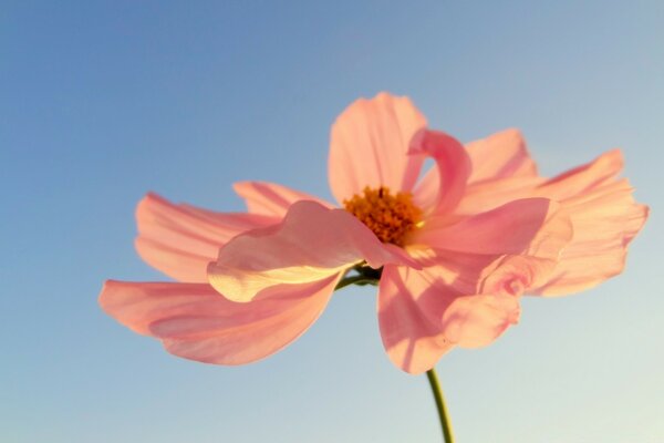 Pink petals in the sunlight