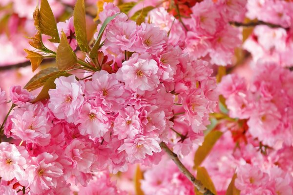 Muy hermosa flor de cerezo