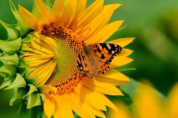 Schöne Natur in ihrer Pracht