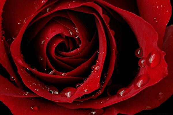 Red Rose Flower Petals