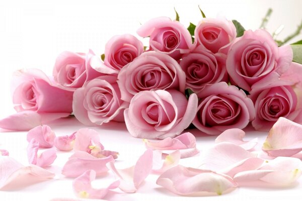 Bouquet of pink roses with petals