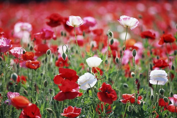 Wiesenblumen sind rot und weiß