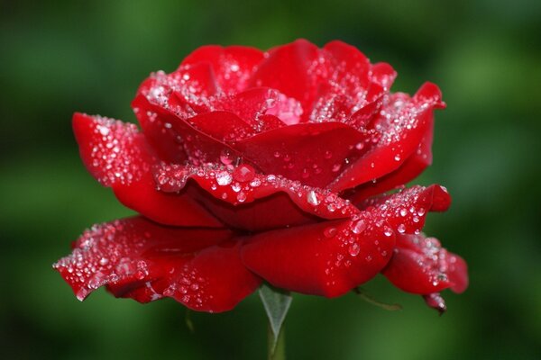 The symbol of love. Scarlet rose with dew