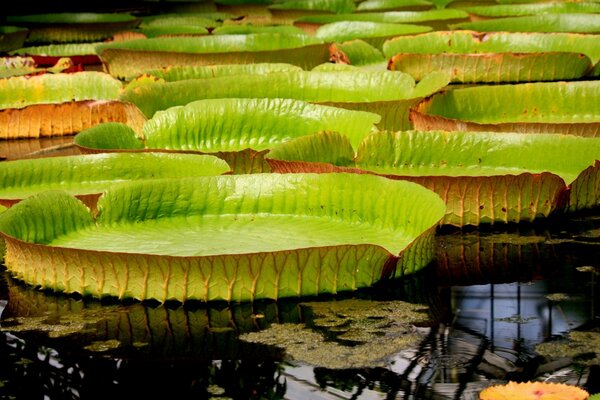 Lotus leaves look like huge plates