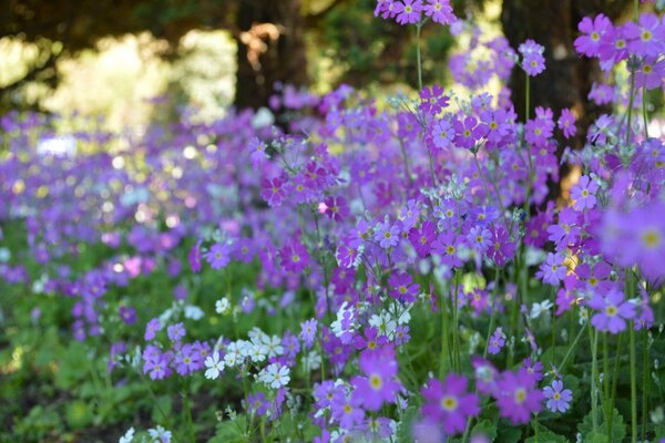 A bed of flowers pleases the eyes