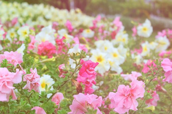 Jardín de flores blancas y Rosadas