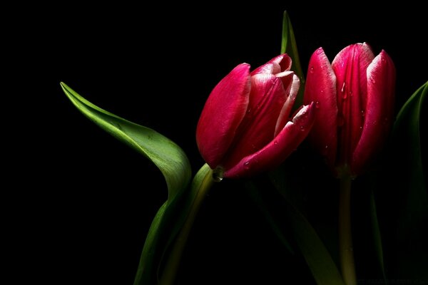 Red tulips on a black background