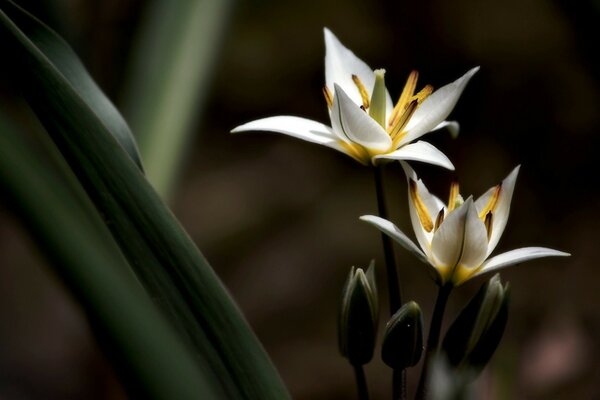 White flowers in dark green grass