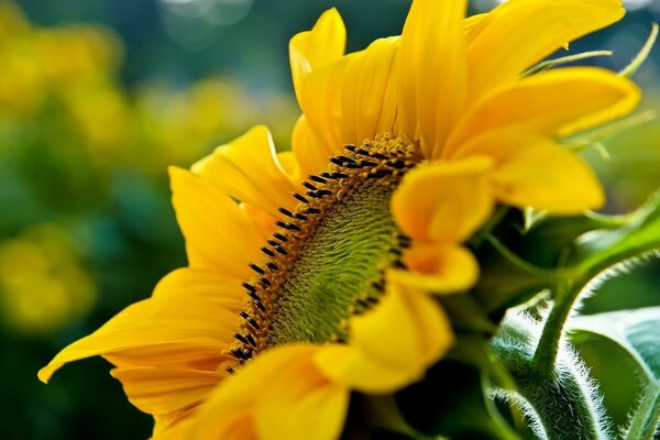 Flor amarilla girasol