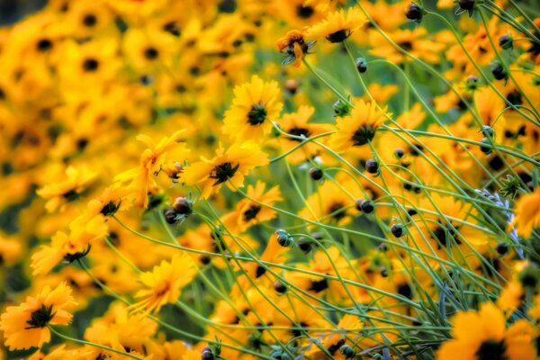 Campo de flores amarillas en la naturaleza