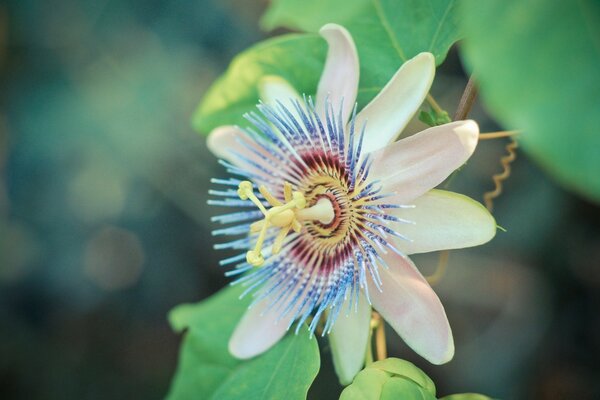 Bellissimo fiore con un nucleo interessante